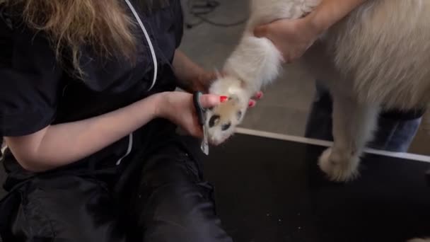女人照顾宠物的指甲 照顾好宠物指甲的状况 — 图库视频影像