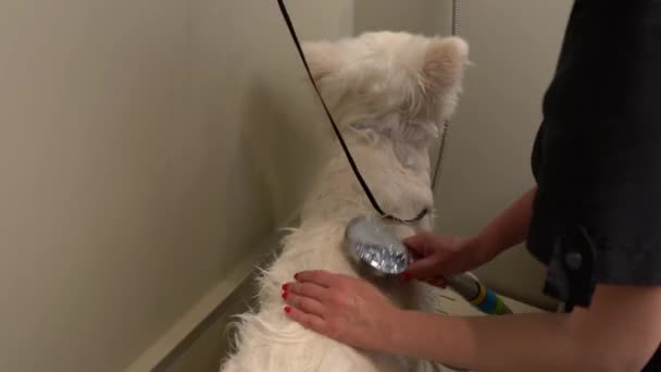 Tył Rzadki Widok Kobiety Myjącej Posłuszny Pies Husky Natryskiwaczem Prysznicowym — Wideo stockowe