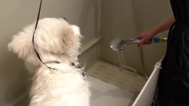 Chica Está Lavando Perro Husky Blanco Usando Ducha Clínica Veterinaria — Vídeos de Stock