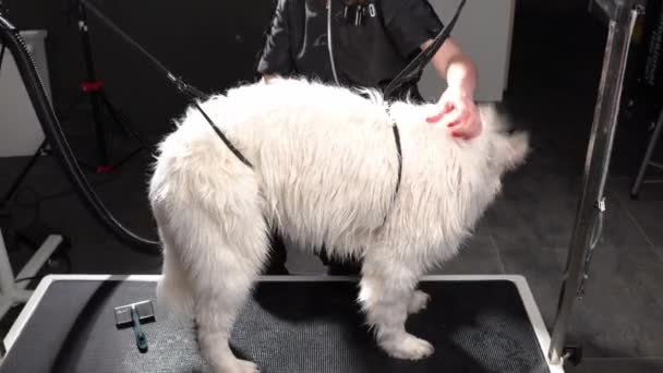 Express Mauser Verfahren Pflegesalon Frau Trocknet Gefesselten Hund Mit Speziellem — Stockvideo
