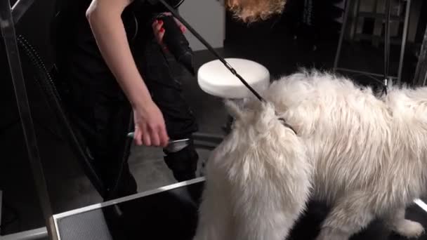 Vormgeven Huisdier Verzorgende Ondervacht Hond Groomer Kamt Wol Van Husky — Stockvideo