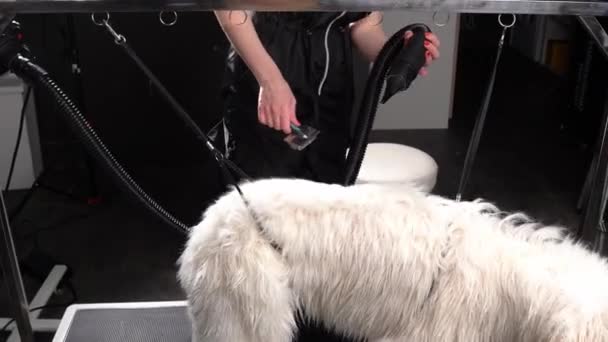 Vrouw Drogen Van Hond Behandeling Van Het Van Vlooien Close — Stockvideo