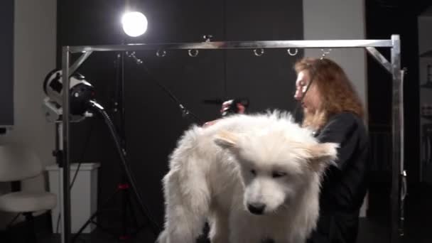 Cão Molhado Sobre Mesa Para Preparação Salão Beleza Para Cães — Vídeo de Stock