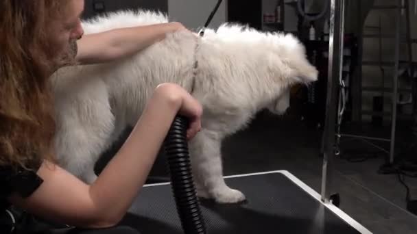 グルーミングサロンで入浴した後 白いハスキー犬のヘアドライヤーで髪を乾燥プロの女性グルーマー 獣医スパクリニックでプロのケアを与える女性ペットの美容師 — ストック動画