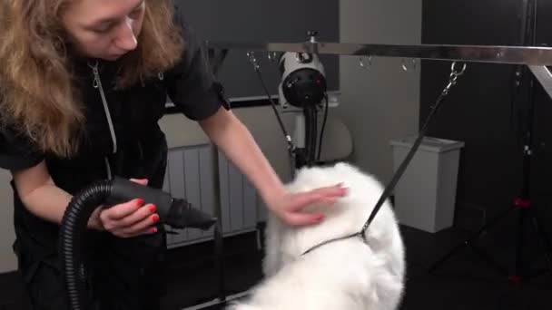 Kadın Güzellik Salonunda Yavaş Çekimde Saç Kurutma Makinesi Kullanıyor Tüylü — Stok video