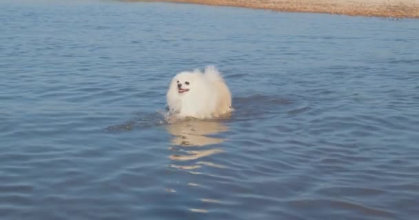 Αστείο Μικρό Άσπρο Σκυλί Τρέχει Παίζοντας Στο Ποτάμι Διασκέδαση Αργή — Αρχείο Βίντεο