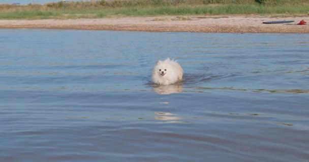Cane Cucciolo Pomerania Gode Nuotare Nel Fiume Lago Rallentatore Tedesco — Video Stock