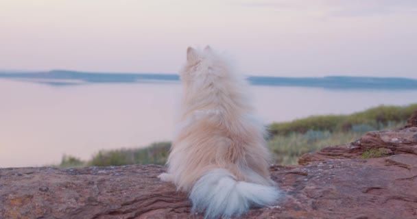 穏やかな素敵な子犬Volpino Italianoは遠くを見て山の頂上に座っています 背景に青い空の湖の水 — ストック動画