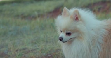 Yalnız, dost canlısı köpek tükürüğü çayırda çimenlerde yürüyor, ağır çekimde. Spitz Yavru Köpek, Summer Grass 'ta dışarıda oynuyor. Yaz güneşli gününde Pomeranya Spitz 'i. Yaz sezonu. yumuşak odak