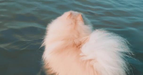 Vit Fluffig Hund Som Simmar Havet Och Gör Vattenstänk Sakta — Stockvideo