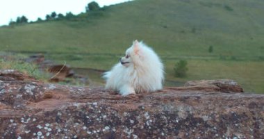 Komik küçük Spitz büyük bir kayanın üzerinde oturuyor, dinleniyor, dostluk hayvanı ağır çekim. Taşların üzerinde duran sevimli neşeli bir tükürük. Mutlu köpek doğada yürüyor..