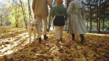 Beyaz tenli, sevimli bir ailenin sonbahar parkında küçük bir köpek ve büyük bir oğlanla yürüdüğü ender bir manzara. Avrupalı bir aile, beyaz akita ile geziyor. İyi ilişkiler, hafta sonu, yavaş çekim boş zaman.