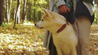 Şirin Akita köpeği orman gezisi sahipleriyle dikilirken etrafa bakıyor, macera konsepti.