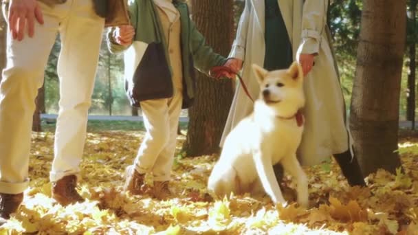 Ωραίο Χαριτωμένο Σκυλί Akita Ξοδεύουν Χρόνο Τους Ιδιοκτήτες Στο Πάρκο — Αρχείο Βίντεο