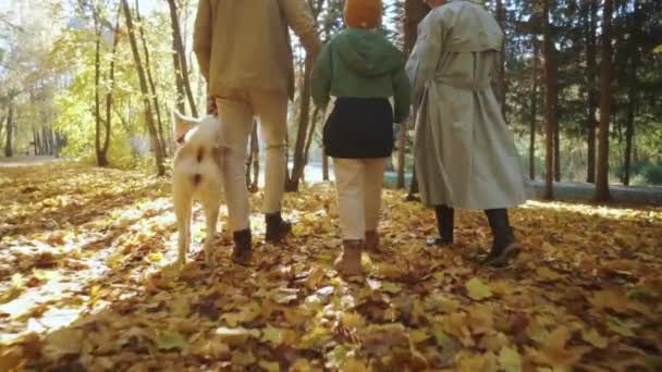 秋の公園で小さな犬と年上の息子と一緒に歩く白人の美しい家族の珍しい景色ヨーロッパの家族は白い秋田を屋外で散歩良い関係 週末スローモーション予備時間 — ストック動画