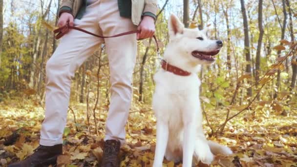 在阳光明媚的秋天里 在公园里散步的时候 可以看到可爱的白狗和年轻人正在休息 慢动作休闲时间 周末和心爱的宠物在一起 — 图库视频影像