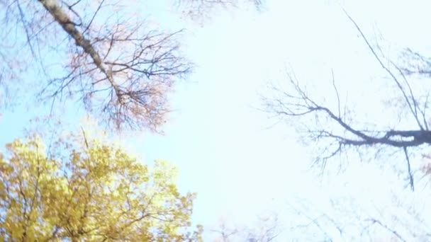 秋の晴れた日に青い空に背の高い木 秋の初めの黄金の色で秋の森 下からの若い木の頂の眺め 風景の美しさ — ストック動画