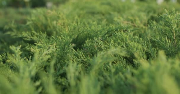 Řada Jehličnatých Stromů Rostlin Květin Skleníku Zemědělská Technika Automatizace Farem — Stock video