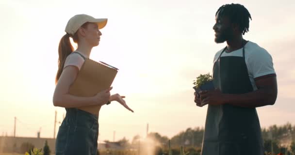 幸せなアフリカ系アメリカ人男性と白人の赤毛の女性は 5人のビジネスパートナーを与えています 温室で水耕栽培の菜園で働く農家 黒い男と赤い髪の成功した仕事 — ストック動画