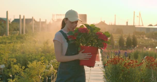 幸せな赤毛花の趣味の興味のあるライフスタイルレジャーの美しさを楽しむ女性起業家香りの花の保持鍋スローモーション 植物の間に立つ若い植物保育園のオーナーは — ストック動画