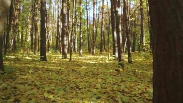 Желтые Кленовые Листья Лежат Земле Золотом Лесу Природа Концепция Красоты — стоковое видео