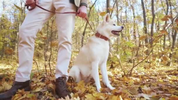 Akita Köpeği Erkek Sahibiyle Parkta Yürüyor Yavru Köpek Tasmayla Yürüyor — Stok video