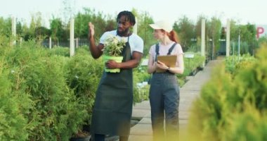 Başarılı gülümseyen iki bahçıvan yeşillik içinde bitkiler hakkında konuşuyor ve ağır çekimde çalışıyor Amerikalı sahibi, esrarı kadınlara açıklama yapıyor.
