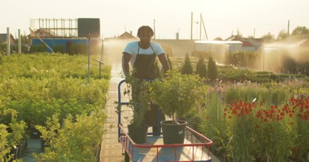 Όμορφος Αφροαμερικάνος Κηπουρός Μπαίνει Οργανικό Θερμοκήπιο Αγροτική Βιομηχανία Φυτά Ποτίζονται — Αρχείο Βίντεο
