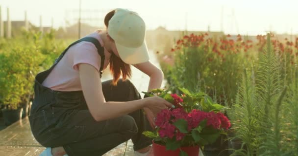 美しい赤毛の女性は温室で赤い花の世話をし 女性は小さなビジネス温室店を所有しています 植え付けの概念 鉢植えを選ぶ実業家 — ストック動画