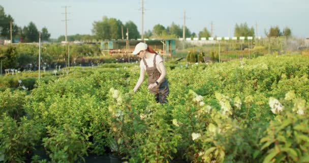 Piękna Kobieta Kwiaciarnia Pracuje Ogrodzie Zewnątrz Szklarnia Pracowita Ruda Samica — Wideo stockowe