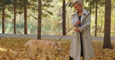 Muhteşem pozitif sarışın kız parkta Akita inu köpeğiyle yürümekten zevk alıyor. Yavaş çekim mutluluk, anın tadını çıkar, ceketli çekici beyaz kadın evcil hayvanla vakit geçiriyor.