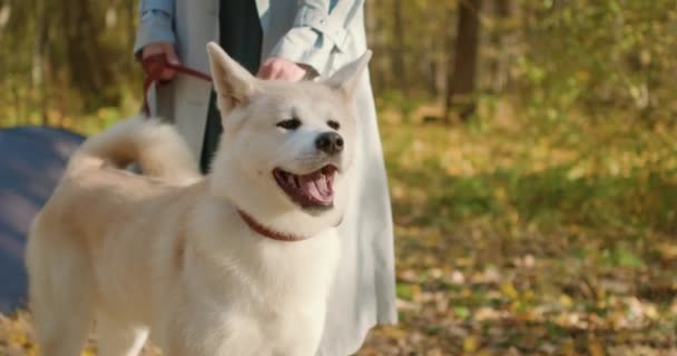 Beyaz Güzel Bir Akita Köpeği Kadın Sahibiyle Dışarıda Yürüyor Ağır — Stok video
