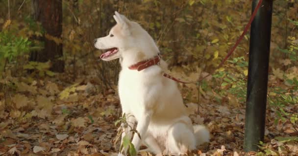 Lindo Cachorro Akita Inu Con Collar Soportes Correa Hermoso Parque — Vídeo de stock
