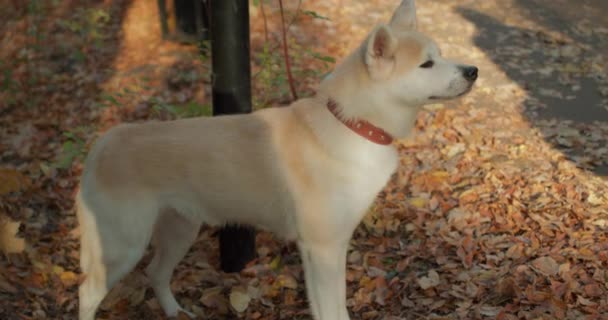 Netter Freundlicher Akita Inu Hund Der Leine Der Herbstpark Steht — Stockvideo