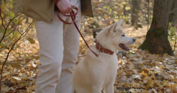 在秋天森林公园里 人类和宠物一起徒步旅行是一种冒险的理念 生活方式 爱好慢动作 男人和Akita Inu狗在一起 探索风景 — 图库视频影像