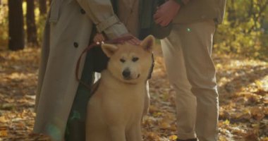 Akita Inu köpeği sonbahar parkında oturuyor, ormanın sahipleriyle yürüyor, kırpılmış vuruşları kapatıyor kadın evcil hayvanı okşuyor, evcil hayvan bakımı...