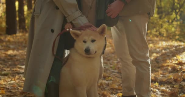 Akita Inu Köpeği Sonbahar Parkında Oturuyor Ormanın Sahipleriyle Yürüyor Kırpılmış — Stok video