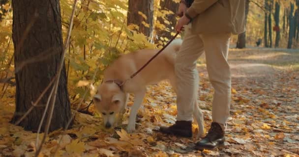 パークジャーニーのコンセプトを歩きながらかわいい秋田犬のスニフ 男とペットの犬が公園を散策しています ライフスタイルのスローモーション ペットとの冒険 — ストック動画