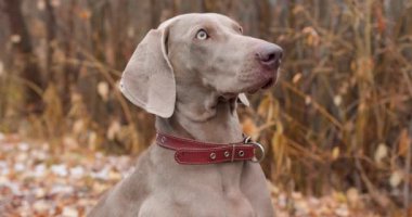 Sakin şirin Weimaraner köpeği ormanda yerde oturmuş etrafa bakıyor. Kaçmayı bekleyen, Ağır çekim evcil hayvan bakımı en iyi arkadaşım. Avlanmak için büyük köpek çiftlikleri. Weimaraner çok amaçlı bir silah köpeği..