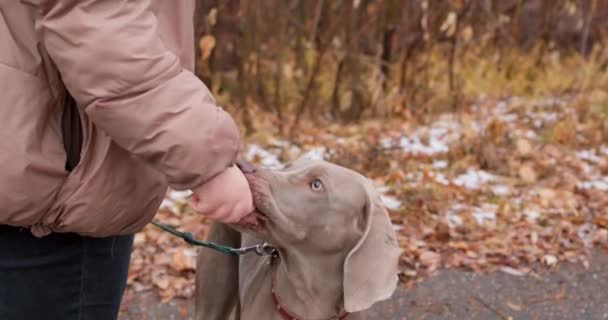 Mężczyzna Właściciel Daje Jedzenie Traktuje Słodkie Uroczy Pies Jak Polowanie — Wideo stockowe