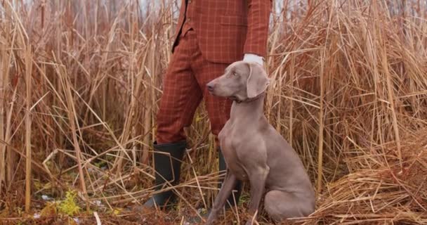 エレガントな服のハンサムな男は狩猟エリアを見ています 美しい狩猟犬がスローモーションの隣に座っています 狩猟期間 秋季オープンハンター 背の高い草に立っている肩と犬の銃 — ストック動画