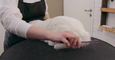 Önlüklü bir kuaför kedilerin saçlarını tarıyor. Kuaförde hızlı kabartma servisi. Yavaş çekim, pireleri önleme, günlük brunting aracı