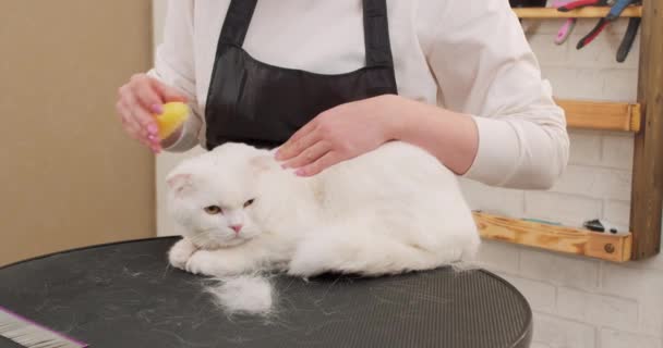 그로밍 동물을위한 살롱에서 영국의 고양이를 소녀는 머리카락 절단으로 고양이의 모피를 — 비디오