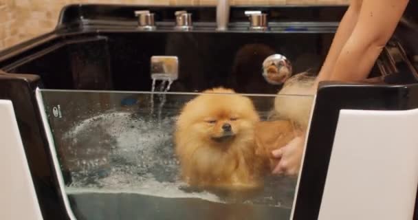 Groomer Adalah Mencuci Mandi Pomeranian Spitz Dog Kamar Mandi Salon — Stok Video