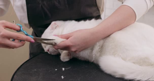 Kedi Bakımı Seansı Sevgi Ilgi Kediler Rutin Ağır Çekimde Tımar — Stok video