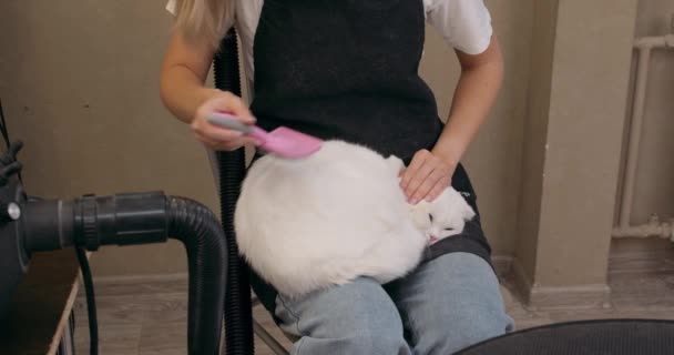 Ruhig Entspannte Schläfrige Britische Katze Die Auf Den Knien Liegt — Stockvideo
