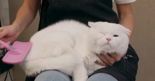 成功的治疗 可爱可爱可爱的猫享受着整容的过程 躺在整容者的膝上慢动作 享受着 重温着宠物的压力 — 图库视频影像