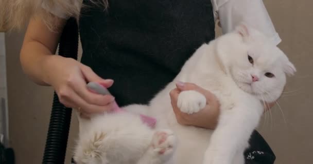 Veterinário Mulher Previne Remove Pêlo Emaranhado Gato Branco Britânico Câmera — Vídeo de Stock