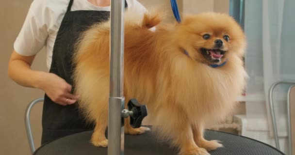 Fluffy Cute Pomeranian Dog Wordt Verzorgd Salon Professionele Verzorging Van — Stockvideo