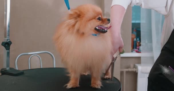 Profesyonel Bir Kadın Kuaför Turuncu Tükürük Köpeğini Seyreltici Makasla Keser — Stok video